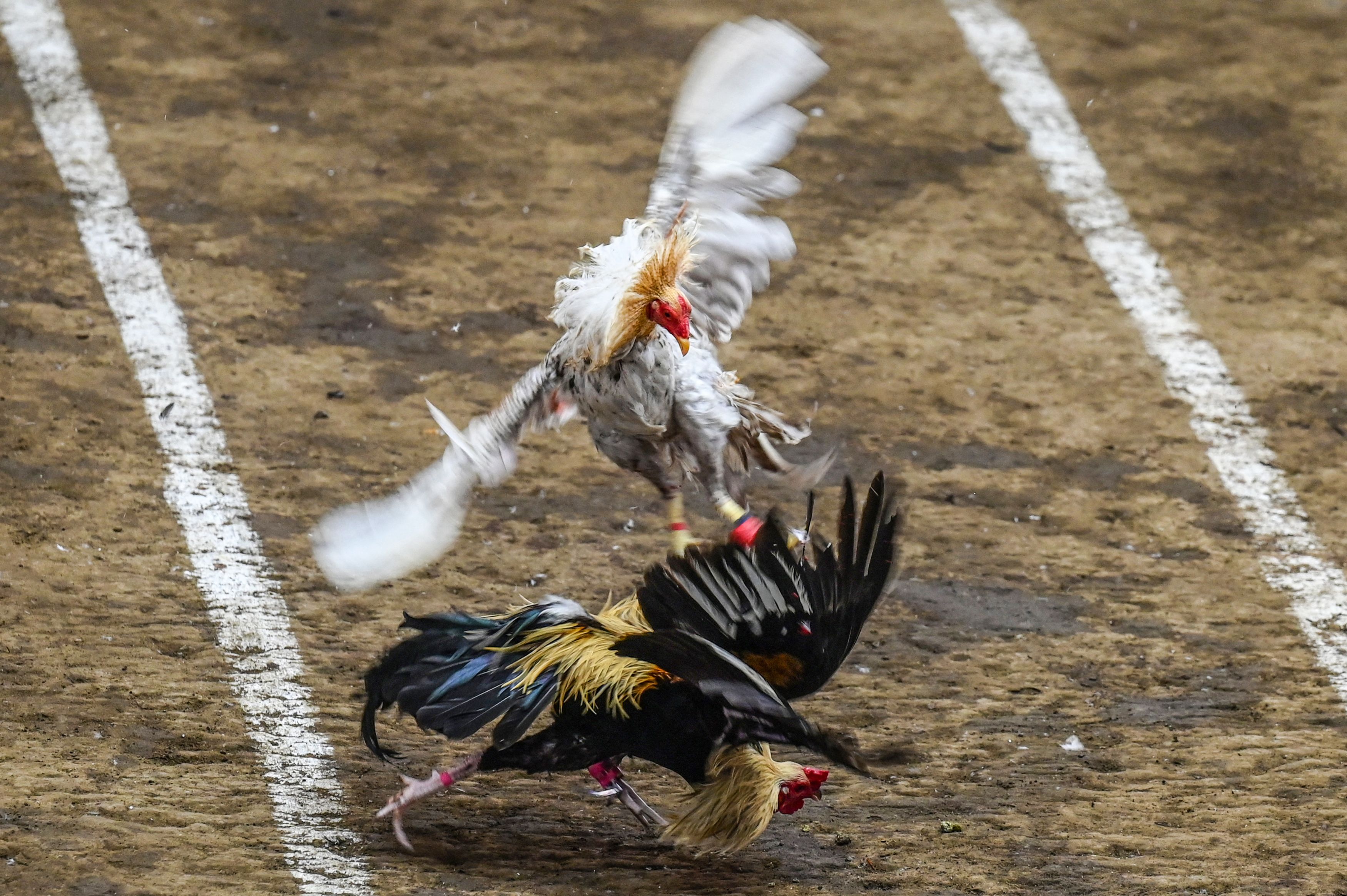 7 members of an Alabama family are sentenced for managing a “large-scale” cockfighting ring