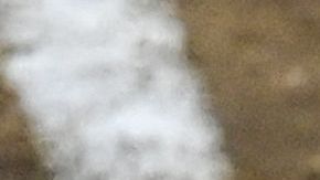 Las peleas de gallos que están prohibidas por maltratar a los animales eran conocidas en Providence como "Derbis".