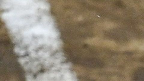 Las peleas de gallos que están prohibidas por maltratar a los animales eran conocidas en Providence como "Derbis".