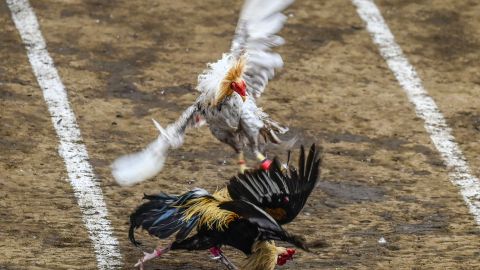 Las peleas de gallos que están prohibidas por maltratar a los animales eran conocidas en Providence como "Derbis".