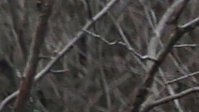 Las fuerzas rusas que ocupan la planta han colocado varios lanzacohetes múltiples Grad.