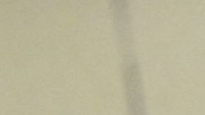 El gato se robó los focos en la rueda de prensa.