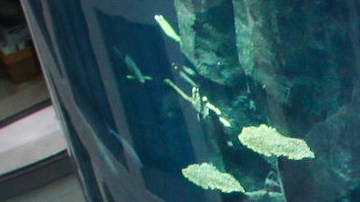 AquaDom