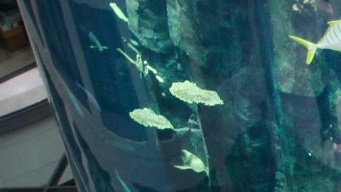 AquaDom