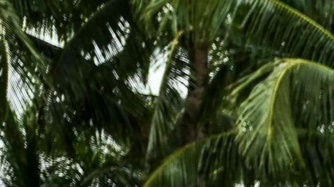 Fanáticos festejan el triunfo de Argentina en una plaza de Miami Beach, en Florida.