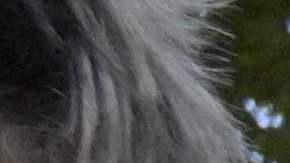 La camiseta no fue vendida en los locales comerciales de Adidas en Argentina.