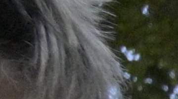 La camiseta no fue vendida en los locales comerciales de Adidas en Argentina.