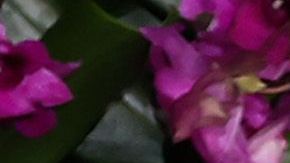 Julia Roberts y George Clooney en el estreno de la cinta "Ticket To Paradise".