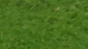 Cody Gakpo celebra su gol ante Senegal en el Mundial Qatar 2022.