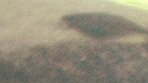 El labrador fue capturado por un cocodrilo de 99 libras.