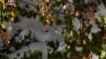 Nieve en Buffalo, NY