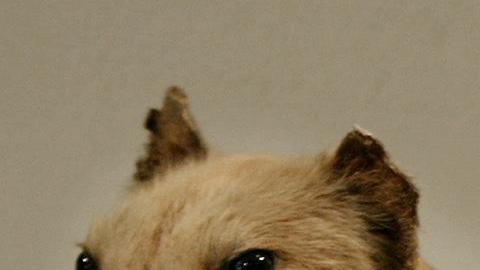 Los restos del tigre de Tasmania en realidad ingresaron a la colección del Museo y Galería de Arte de Tasmania.