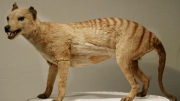 Los restos del tigre de Tasmania en realidad ingresaron a la colección del Museo y Galería de Arte de Tasmania.
