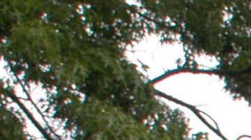 Filadelfia restos humanos