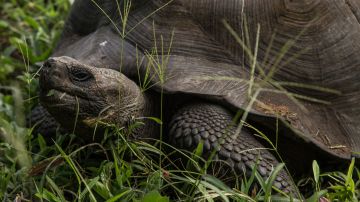 Las tortugas de Galápagos pueden llegar a pesar hasta 20 libras.