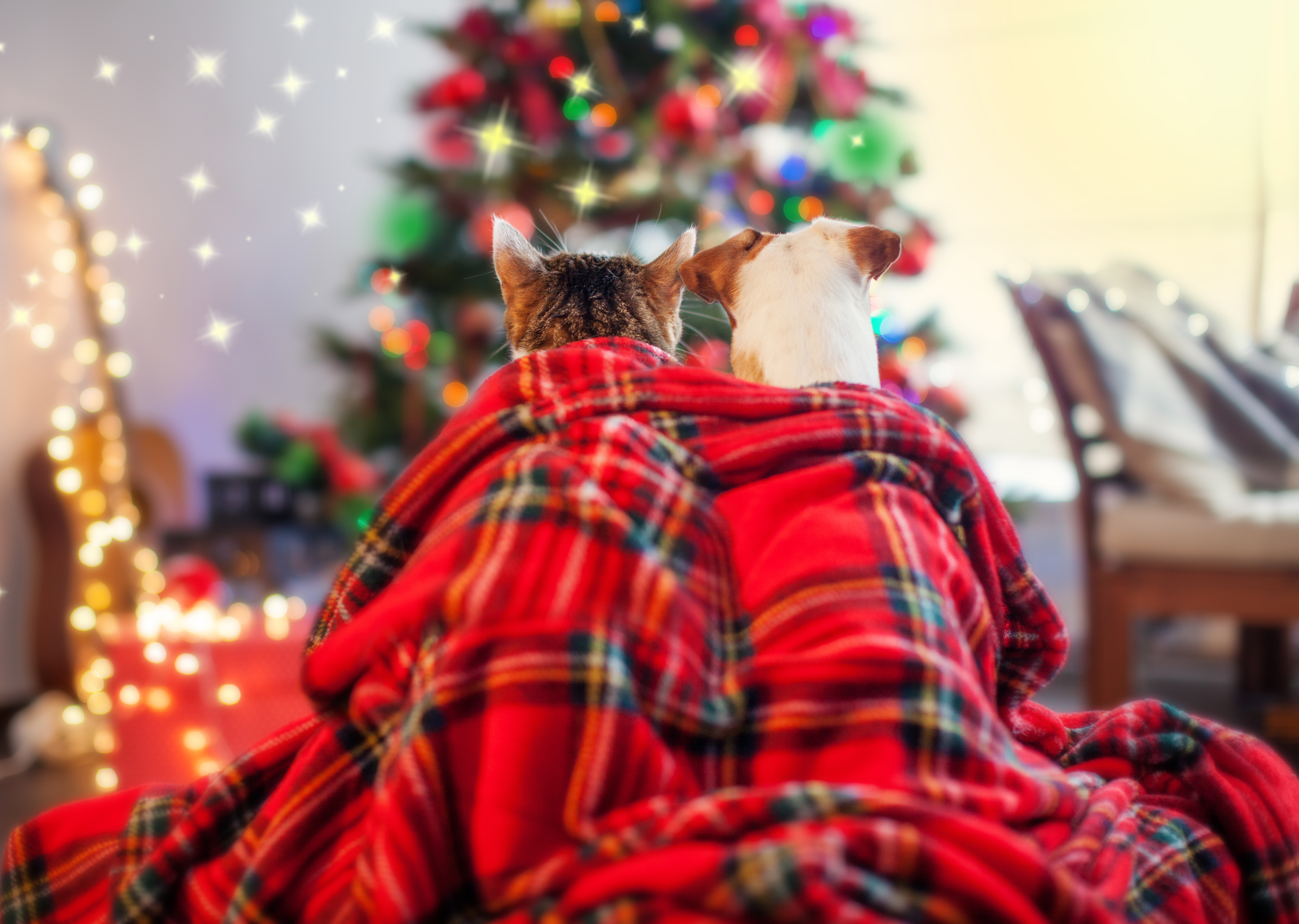 This Christmas Americans will buy more gifts for their pets than for their in-laws, according to a survey of holiday spending