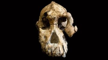El cráneo de Woranso-Mille de Australopithecus anamensis.