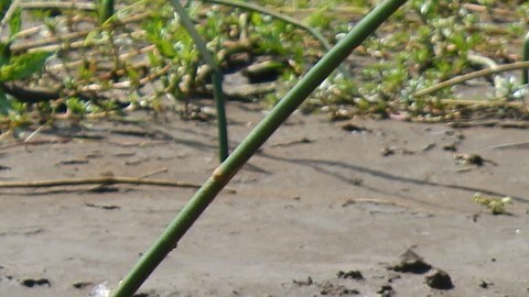 Cocodrilo