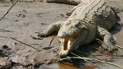 Cocodrilo