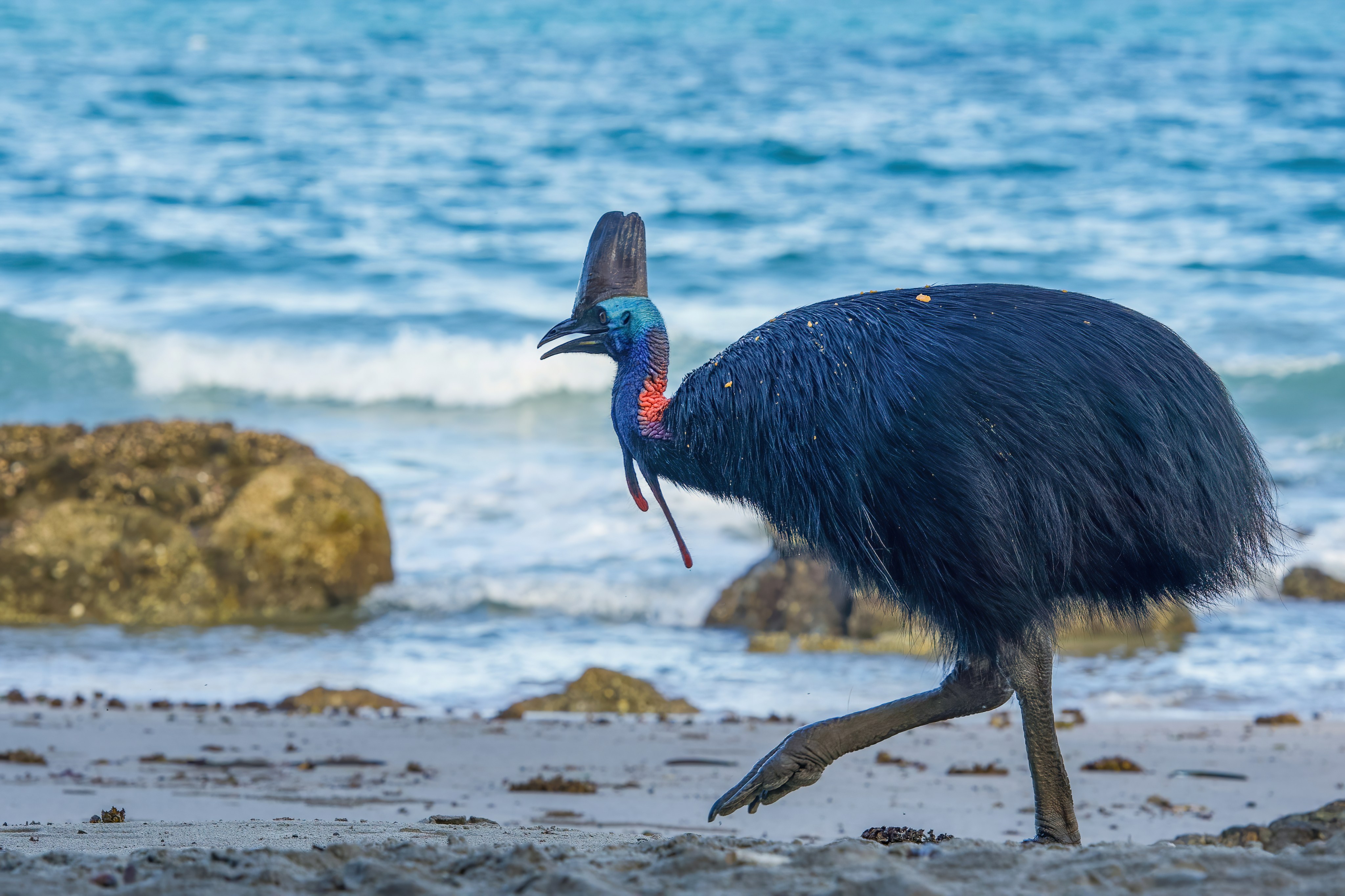 Se toma video con pájaro en playa de Australia sin saber que corría un  peligro mortal - El Diario NY