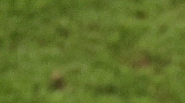 Las sanciones que FIFA podría imponer a los uruguayos Cavani, Godín, Giménez y Muslera por sus acciones en el Mundial