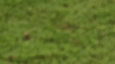 Las sanciones que FIFA podría imponer a los uruguayos Cavani, Godín, Giménez y Muslera por sus acciones en el Mundial