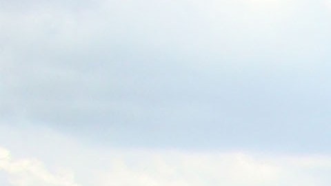 Greyhound
