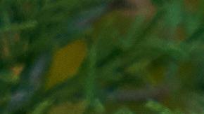 Peanut podría ser el pollo vivo más antiguo del mundo.