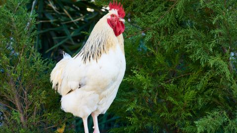 Peanut podría ser el pollo vivo más antiguo del mundo.