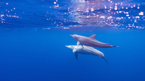 Delfines nadando/Archivo.