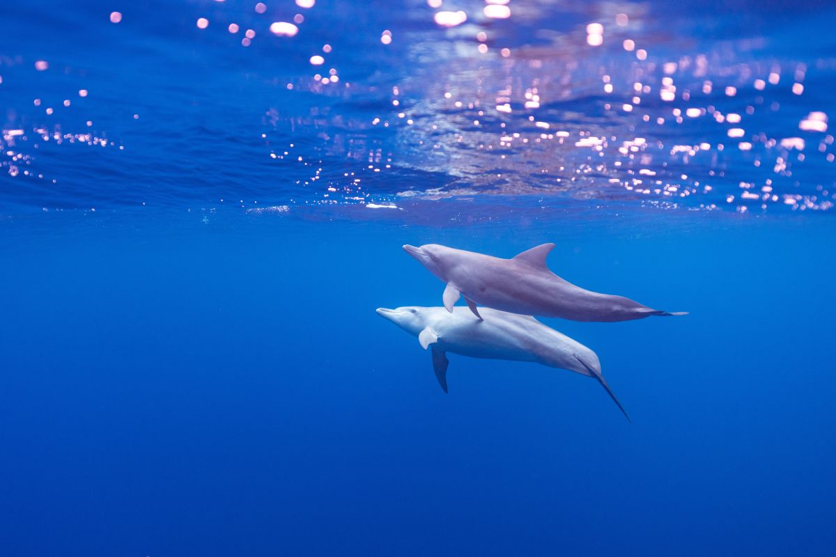 Delfines nadando/Archivo.