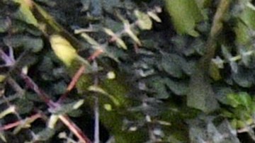 Africa Zavala acompañada de su esposo e hijo en la presentación de la octava temporada de "El Señor De Los Cielos".