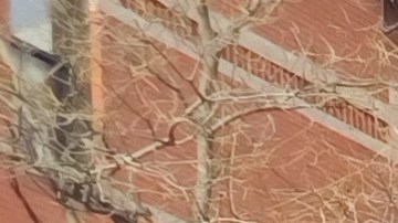 Los repartidores o "deliveristas" son parte activa de la economía de NYC.