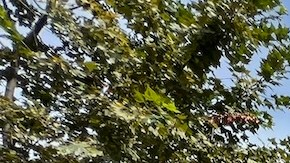 Edificio de vivienda pública (NYCHA)/Archivo.