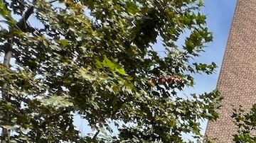 Edificio de vivienda pública (NYCHA)/Archivo.