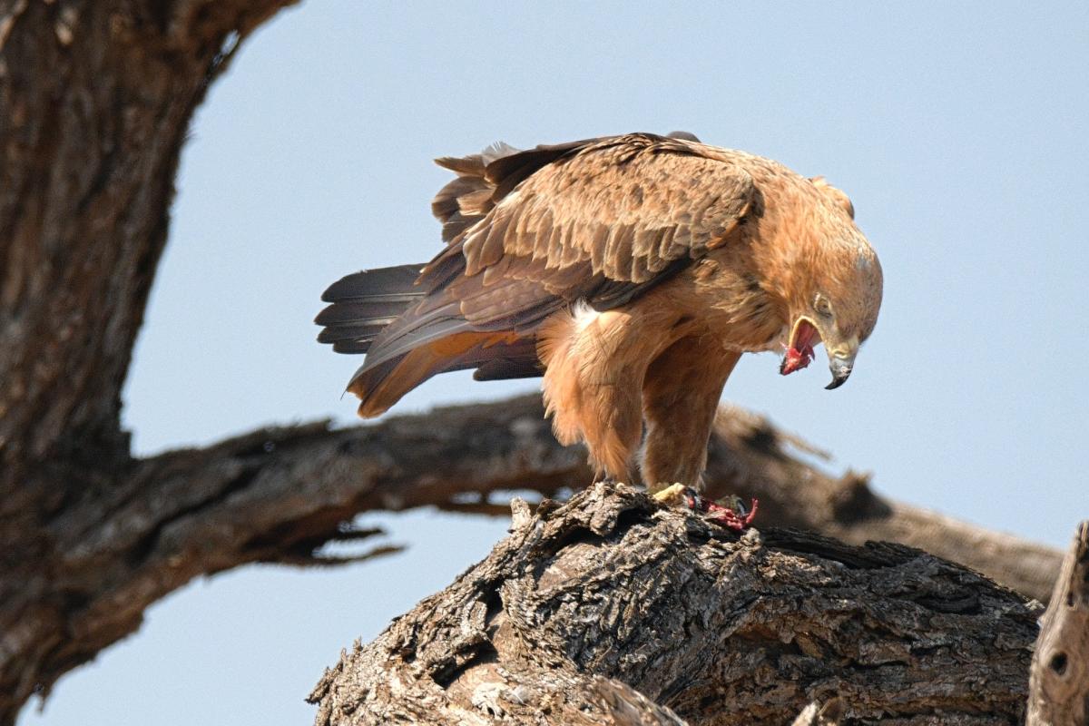 El asombroso video que muestra cómo un águila se lleva volando a un perro -  El Diario NY