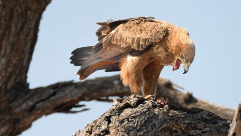 Águila