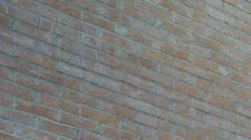 Cuerpo Benedicto XVI