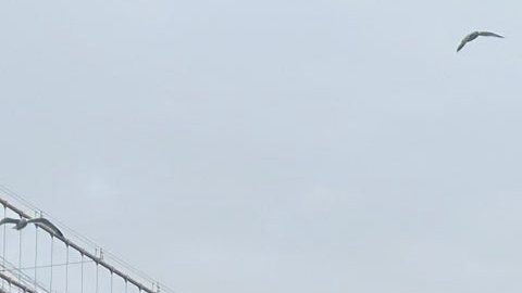 La nueva plataforma se lanzó este miércoles en el Puente Brooklyn.