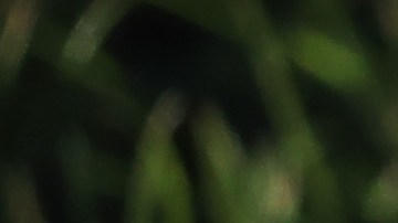 Arrestan a dos futbolistas italianos por supuesta agresión sexual contra una mujer estadounidense