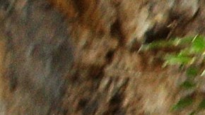 Leopardo