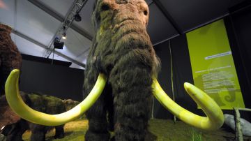 Quieren reintroducir al mamut lanudo en el mismo ecosistema en el que una vez vivió.