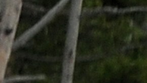 Varios bisontes fueron atropellados por un camión cerca de la milla 4 en la autopista 191.