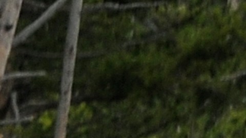 Varios bisontes fueron atropellados por un camión cerca de la milla 4 en la autopista 191.