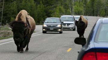 Varios bisontes fueron atropellados por un camión cerca de la milla 4 en la autopista 191.