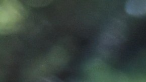 Autoridades de agrícolas de EE.UU. investigan casos de gripe aviar en vacas lecheras.