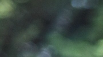 Autoridades de agrícolas de EE.UU. investigan casos de gripe aviar en vacas lecheras.