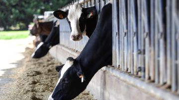 Autoridades de agrícolas de EE.UU. investigan casos de gripe aviar en vacas lecheras.