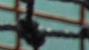 The Survivors: Saving Australian Wildlife Following Fires And Drought