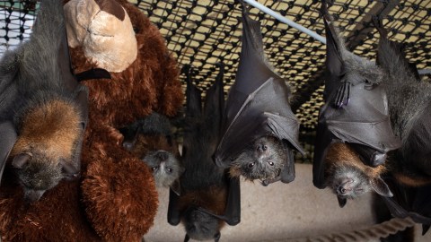 The Survivors: Saving Australian Wildlife Following Fires And Drought